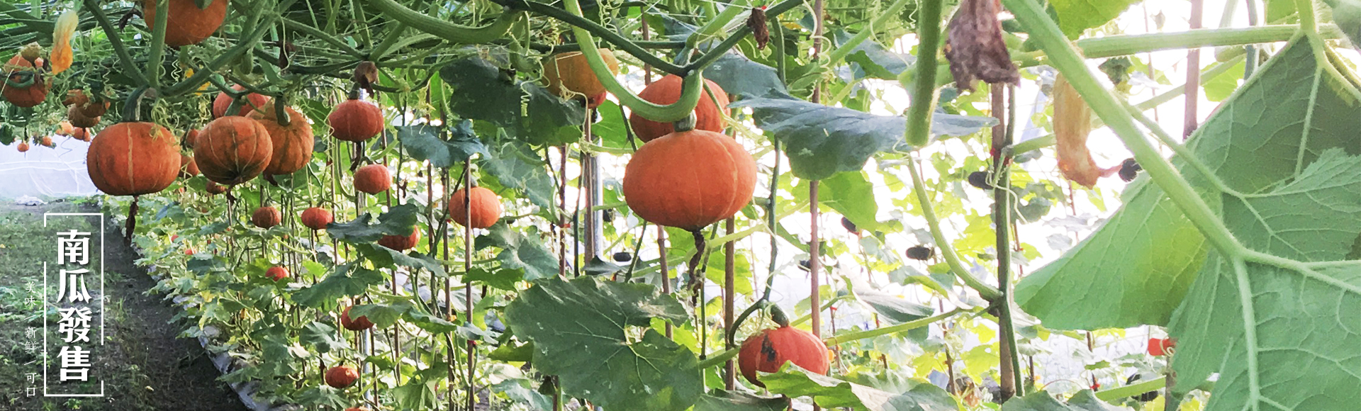 南瓜新發售！