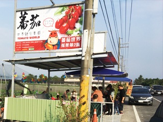 蕃茄世界觀光果園採果《第二區》開放啦！