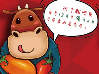 蕃茄世界2018年12/08採果開園啦，趕快手刀衝刺來採果！